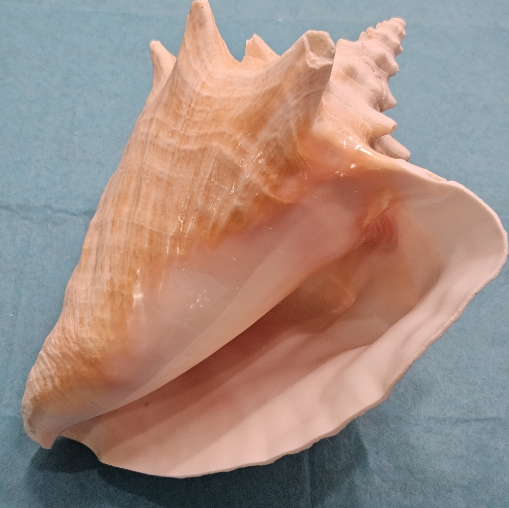 Pink Conch Shell - Med/Lg - Picture 4 of 4